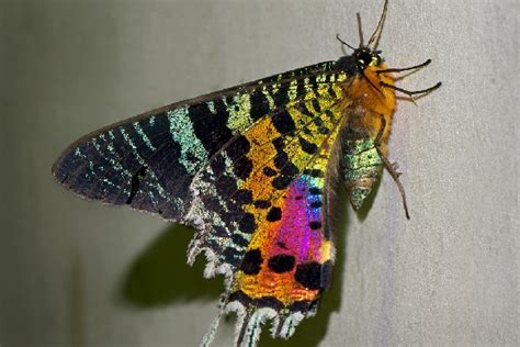 Ten magical moths